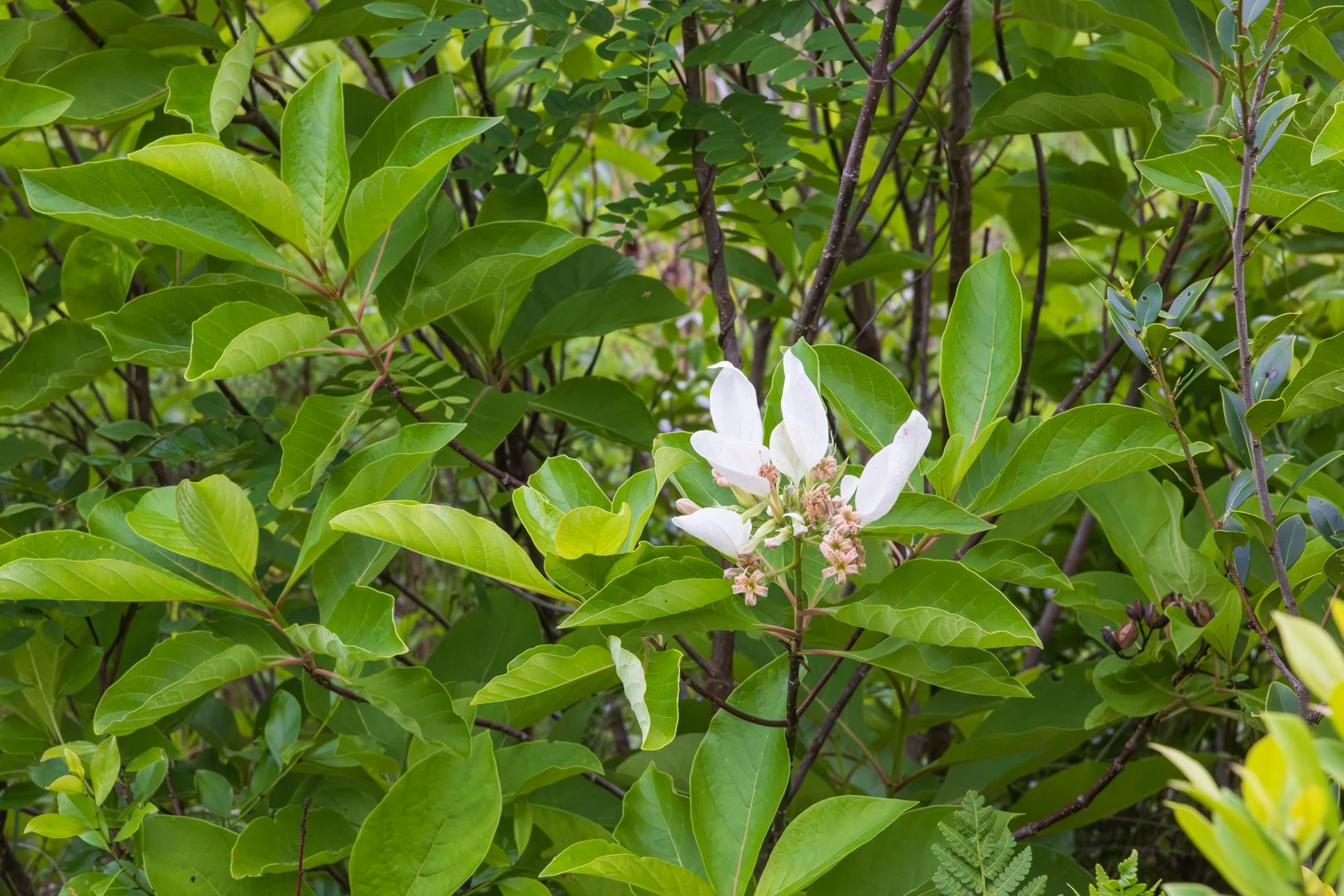 Fever Tree (Pinckneya bracteata)
