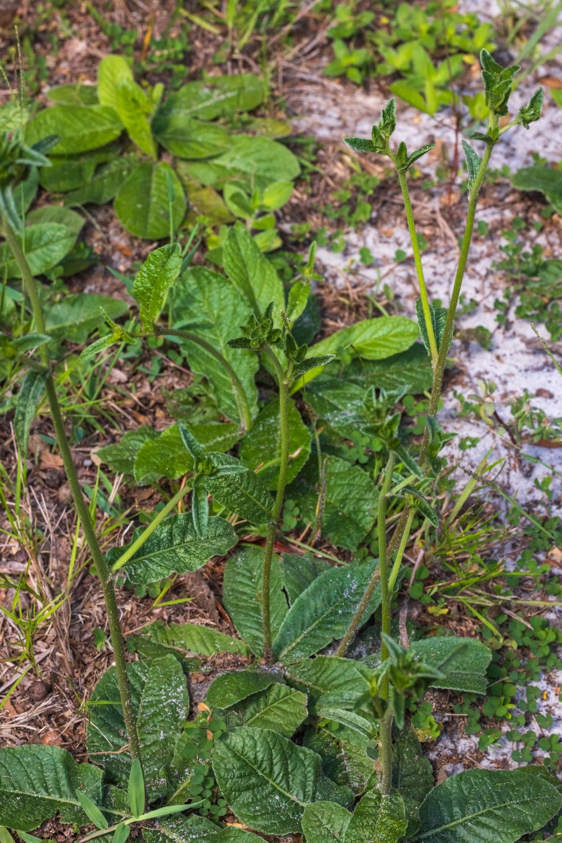 Florida Elephant's-foot (Elaphantosus elatus) 