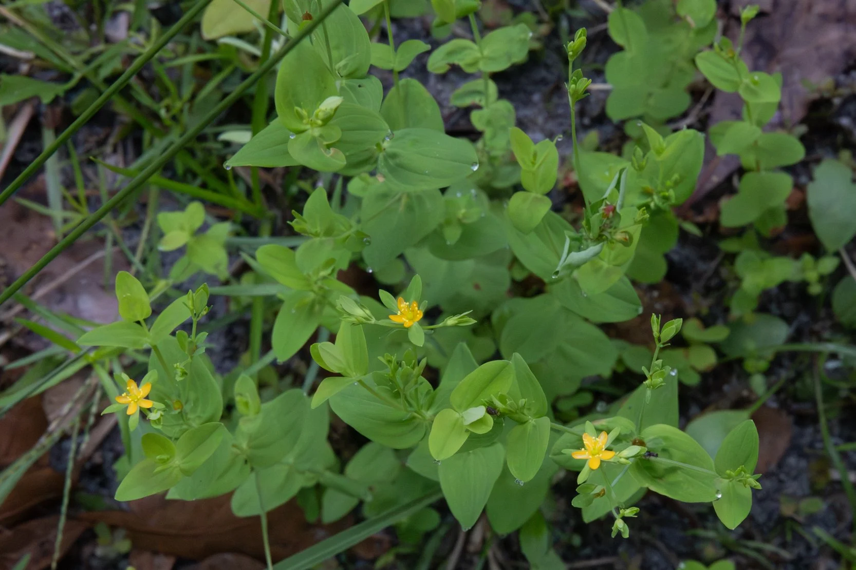 Dwarf St. John's Wort (Hypericum mutilum)