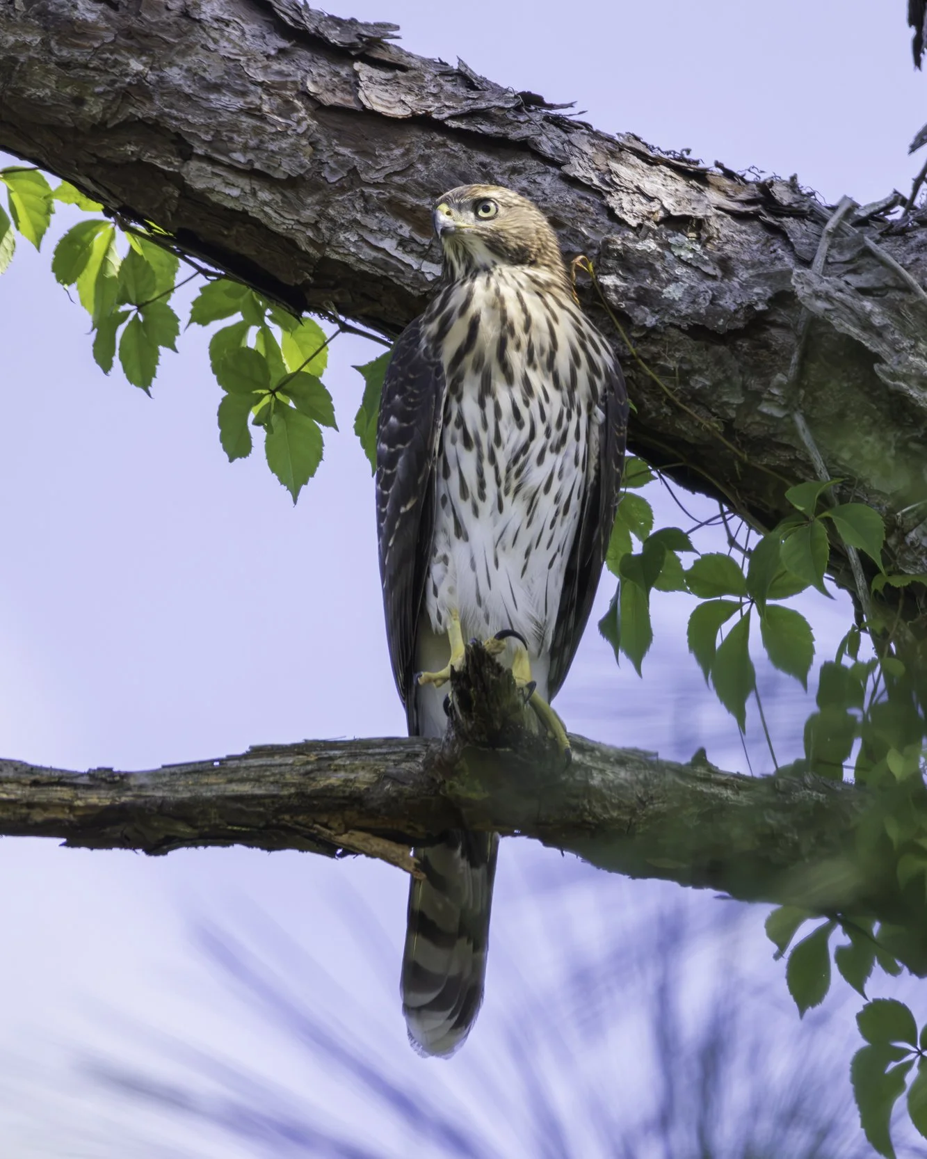 Cooper's Hawk