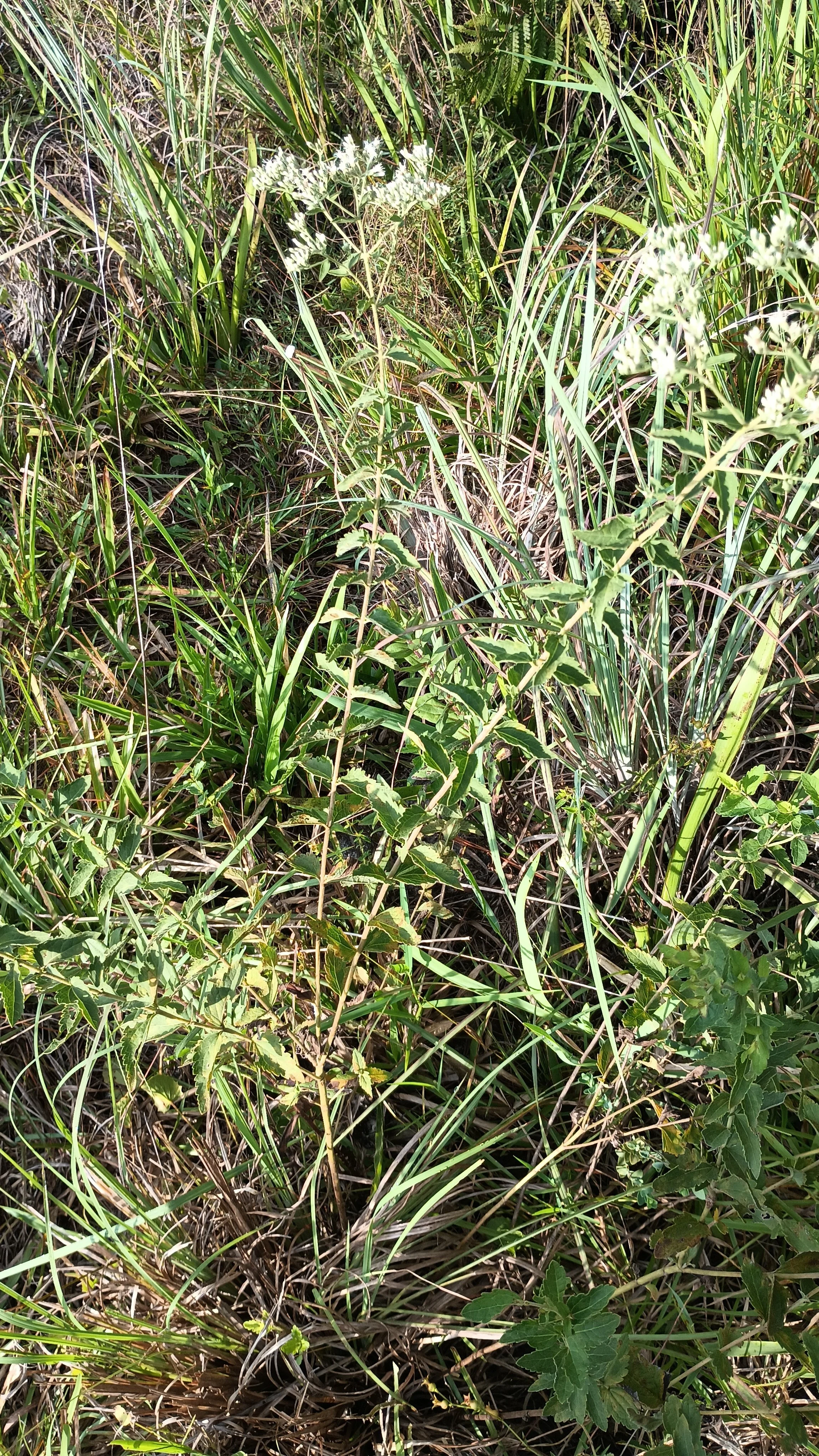 Mohr's thoroughwort (Eupatorium mohrii)