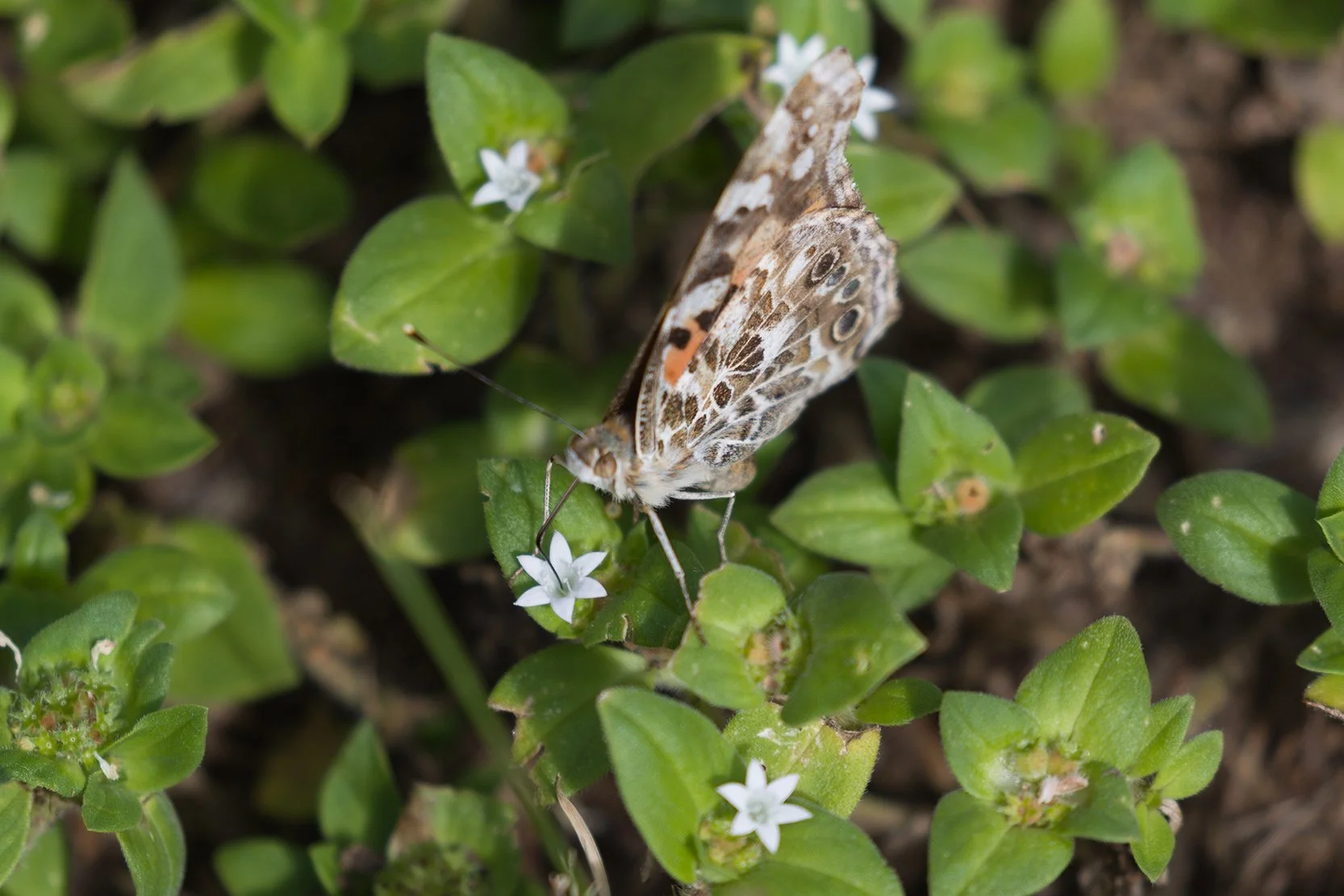 Mexican clover (Richardia brasiliensis)