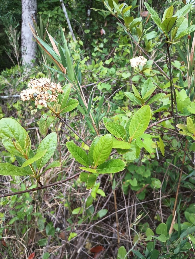 Southern Wild Raisin (Viburnum nudum)