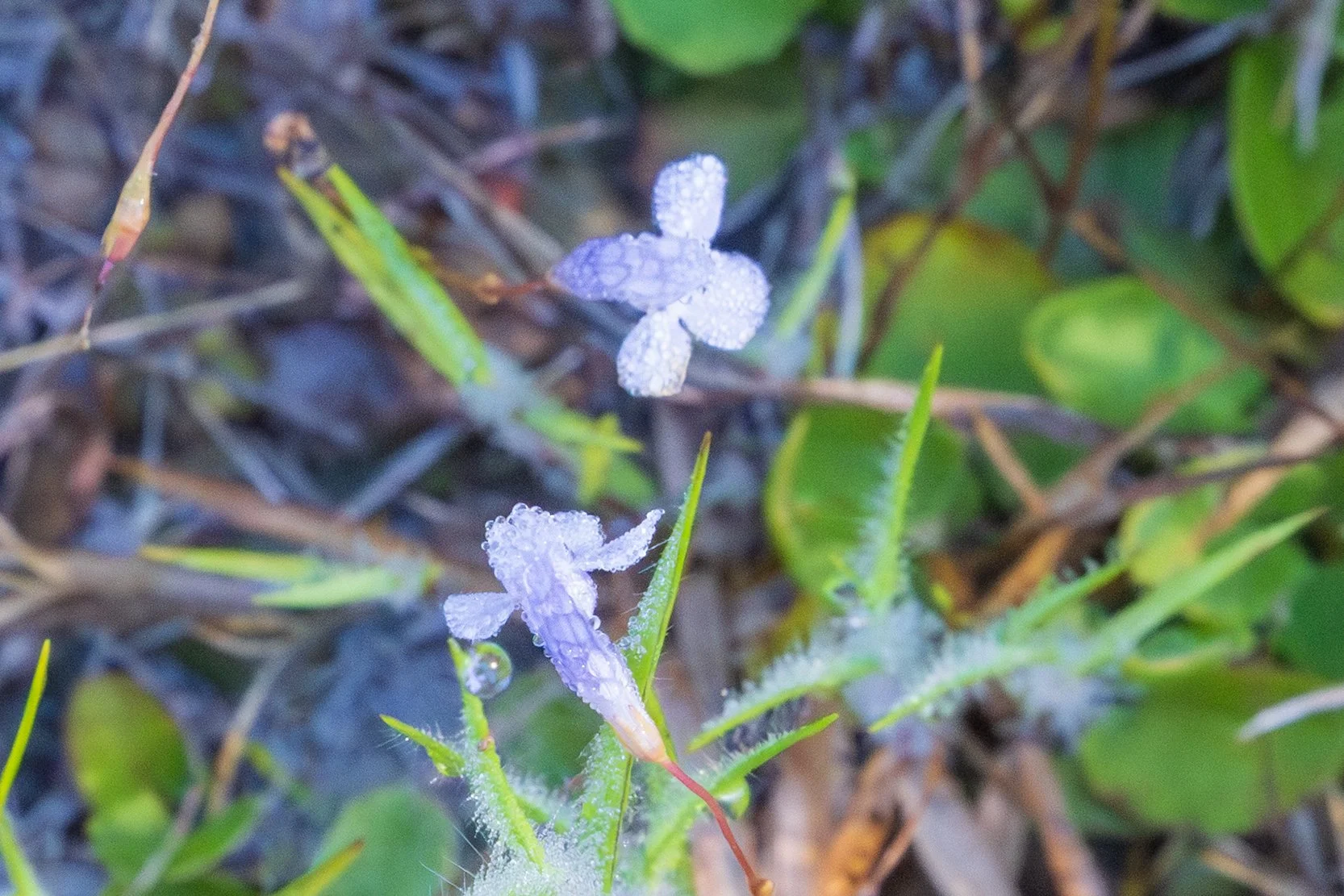 Flatrock Pimpernel (Lindernia monticola)