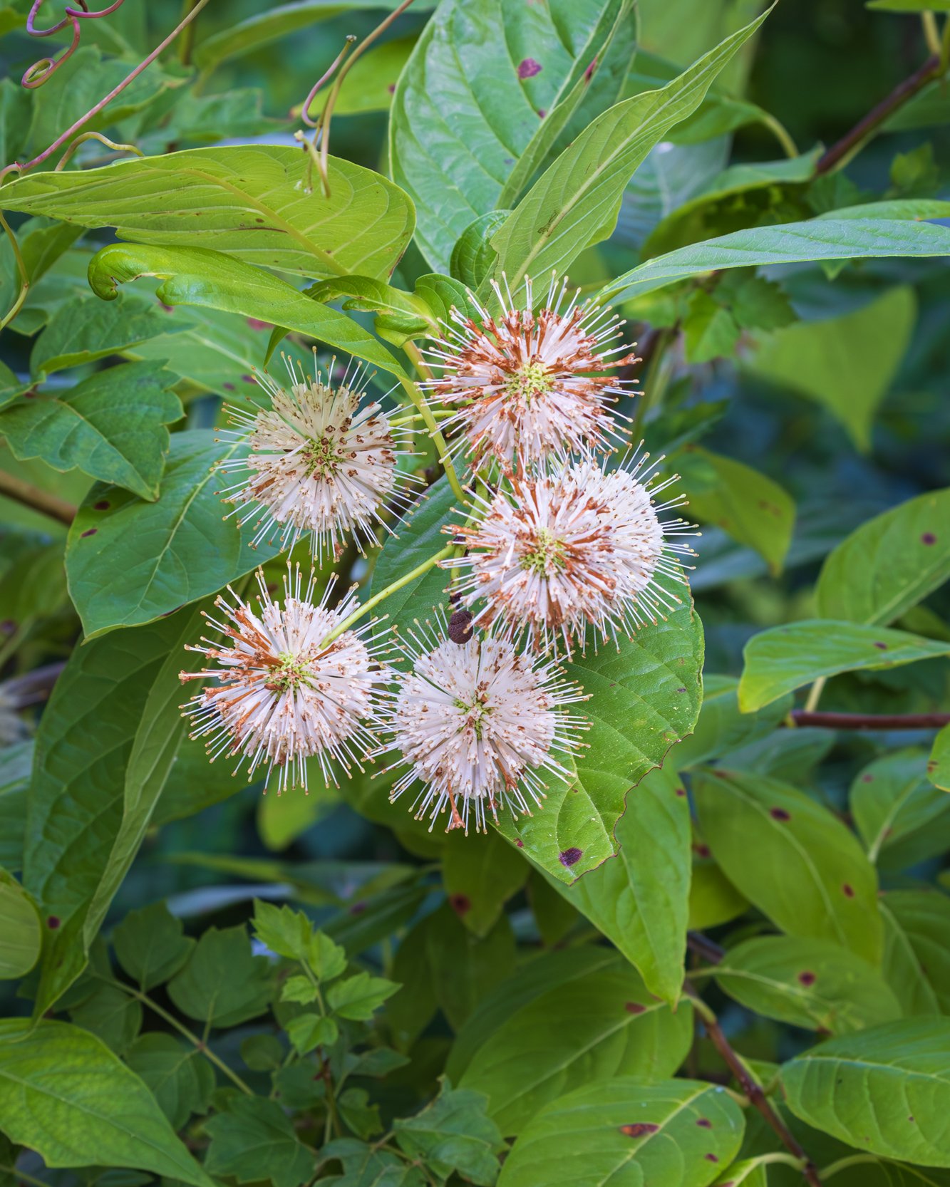 Buttonbush (Cephalanthus occidentalis)