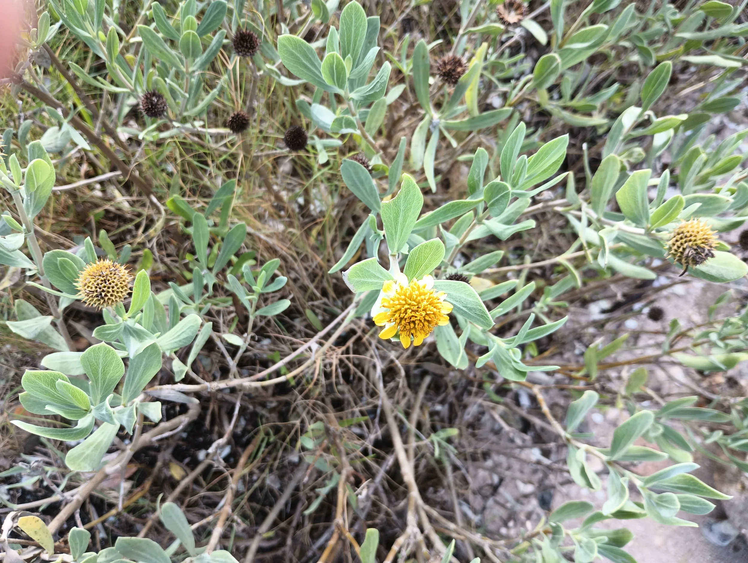 Bushy seaside oxeye (Borrichia frutescens)