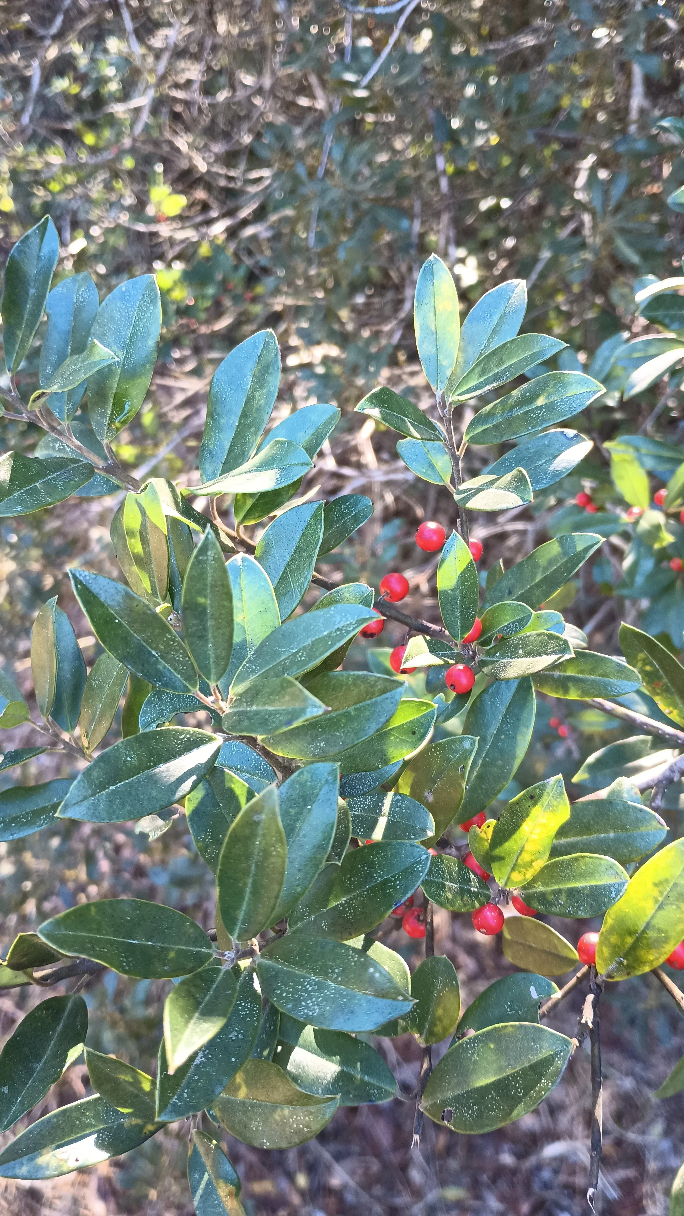 Dahoon Holly (Ilex cassine)