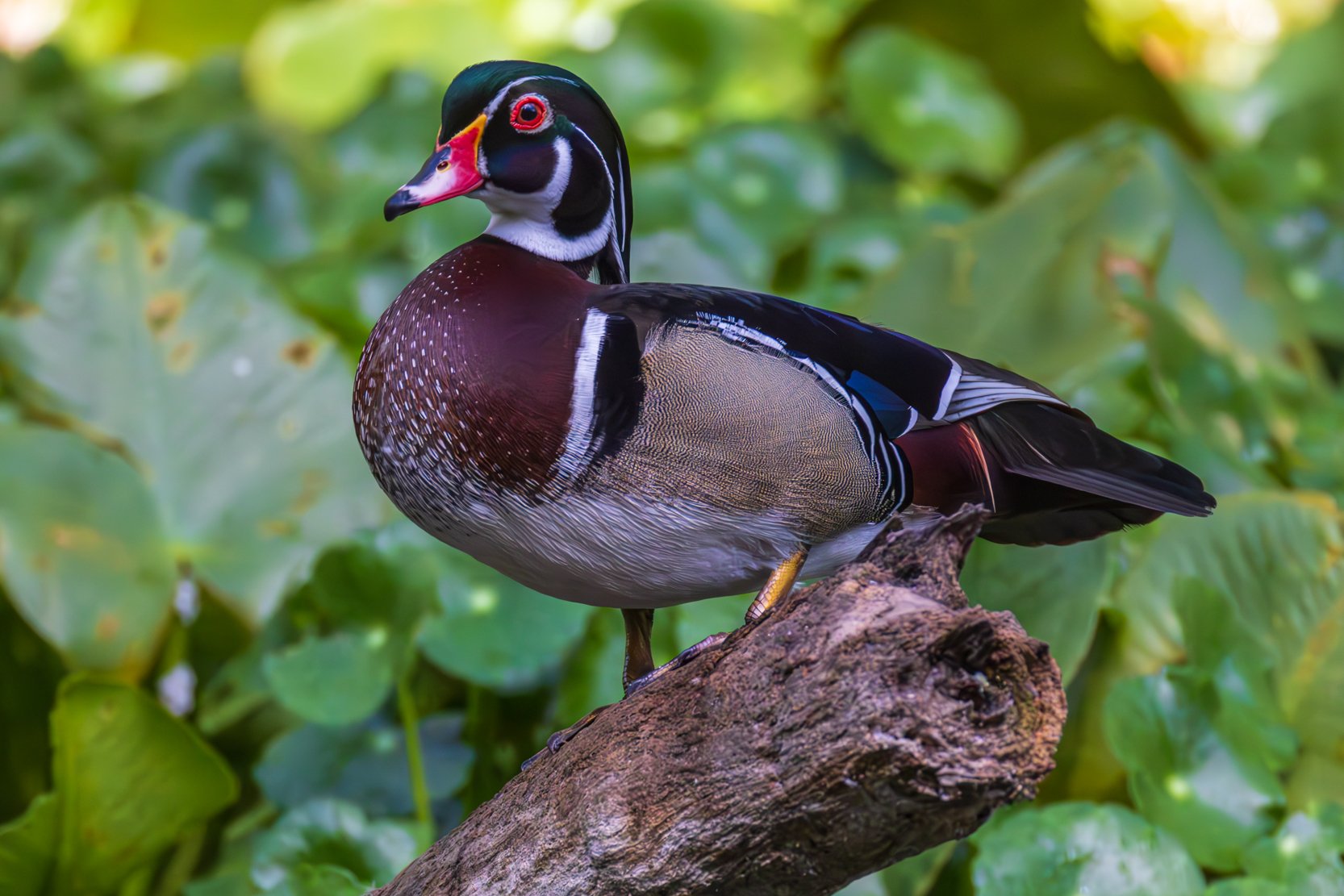 Wood Duck Drake