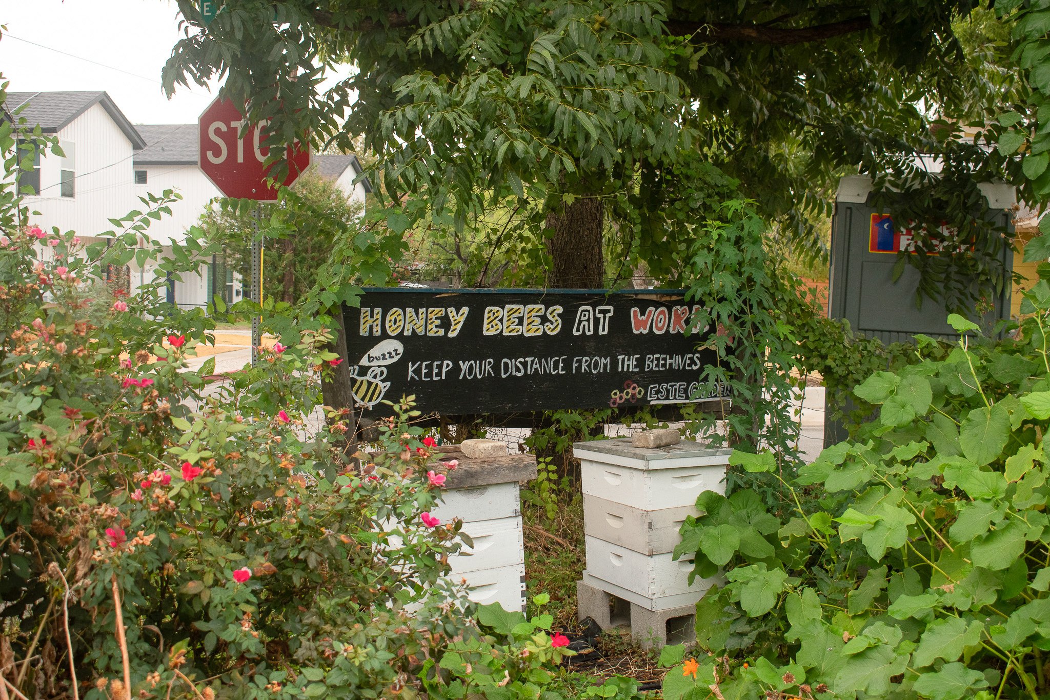  With the help of    Two Hives Honey   , bees pollinate the garden Sept. 13. Gutierrez says that the garden is a green haven for life: birds, bees, bugs, plants and people.  