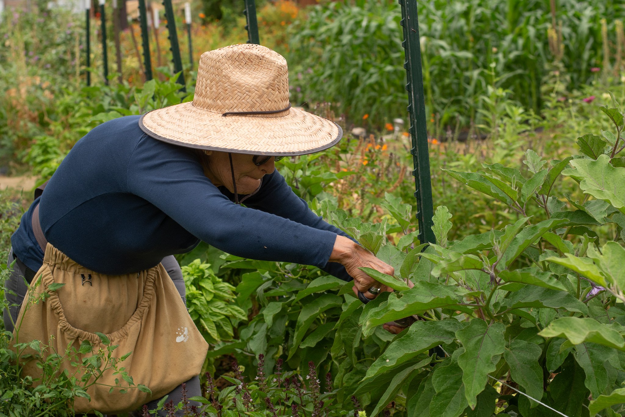   Long-time volunteer Elvira Rodallegas snips an eggplant from the vine Sept. 13.  