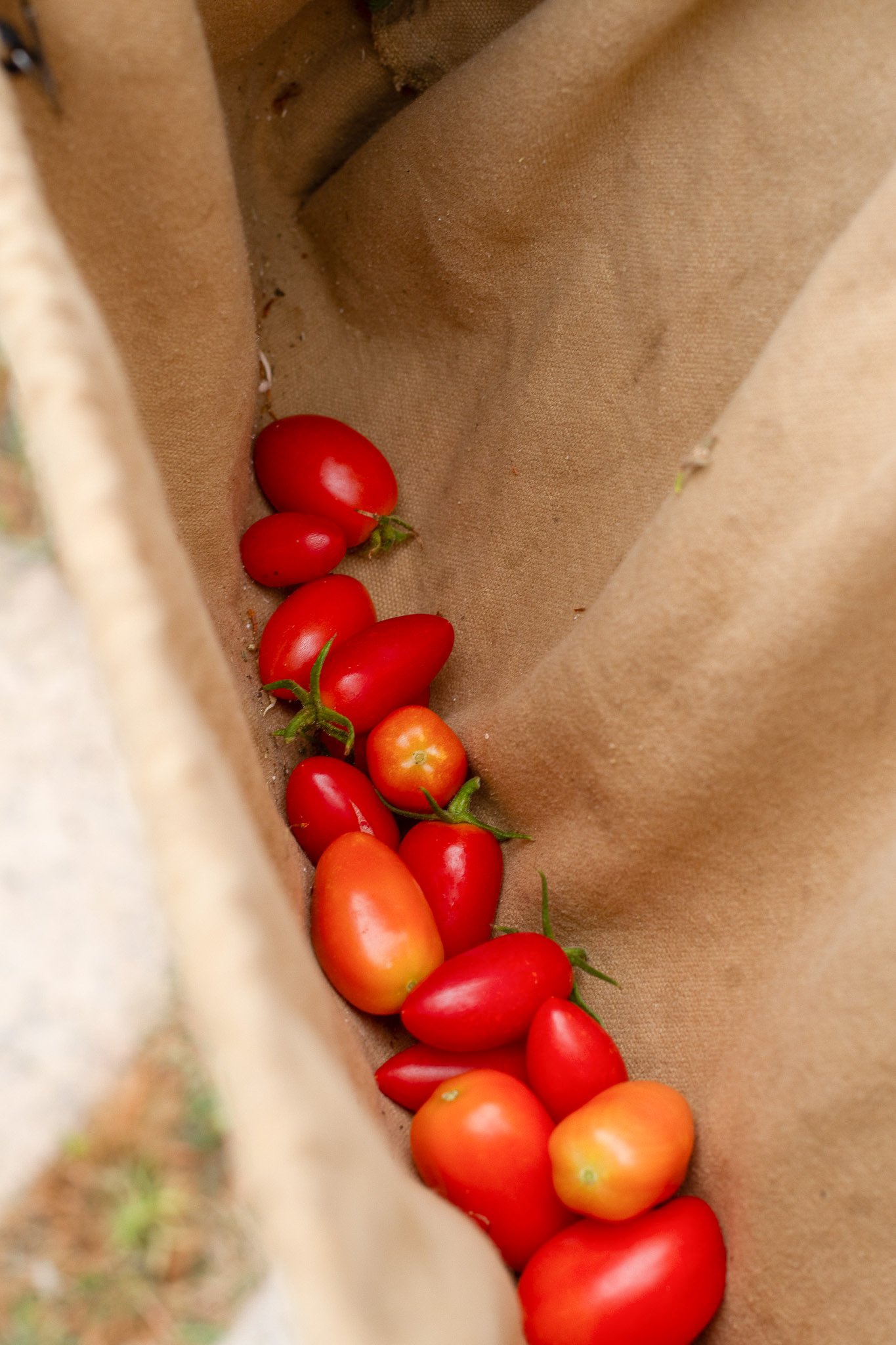   Volunteer Sarah Nielsen collects cherry tomatoes in a harvesting pouch Sept. 13.&nbsp;  