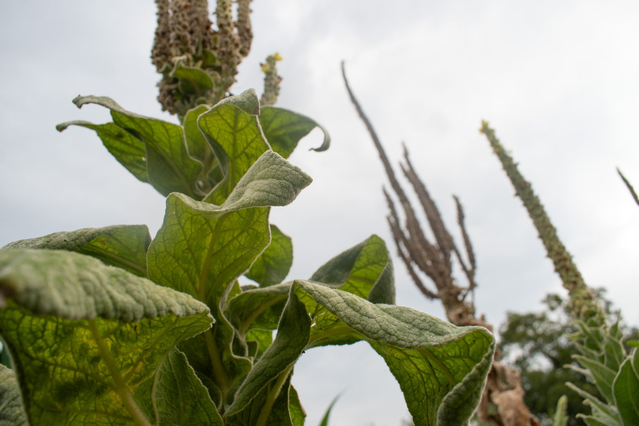   Mullein, known colloquially as “cowboy’s toilet paper,” grows wildly in the garden Sept. 13. The herb is not only good for treating respiratory illnesses or a quick fix for toilet paper; it also works to rehabilitate the soil where it takes root.  