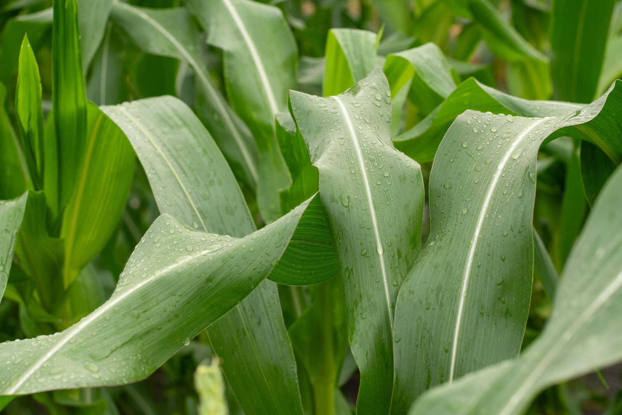   Water droplets collect on the billowing leaves of a corn plant Sept 13.  