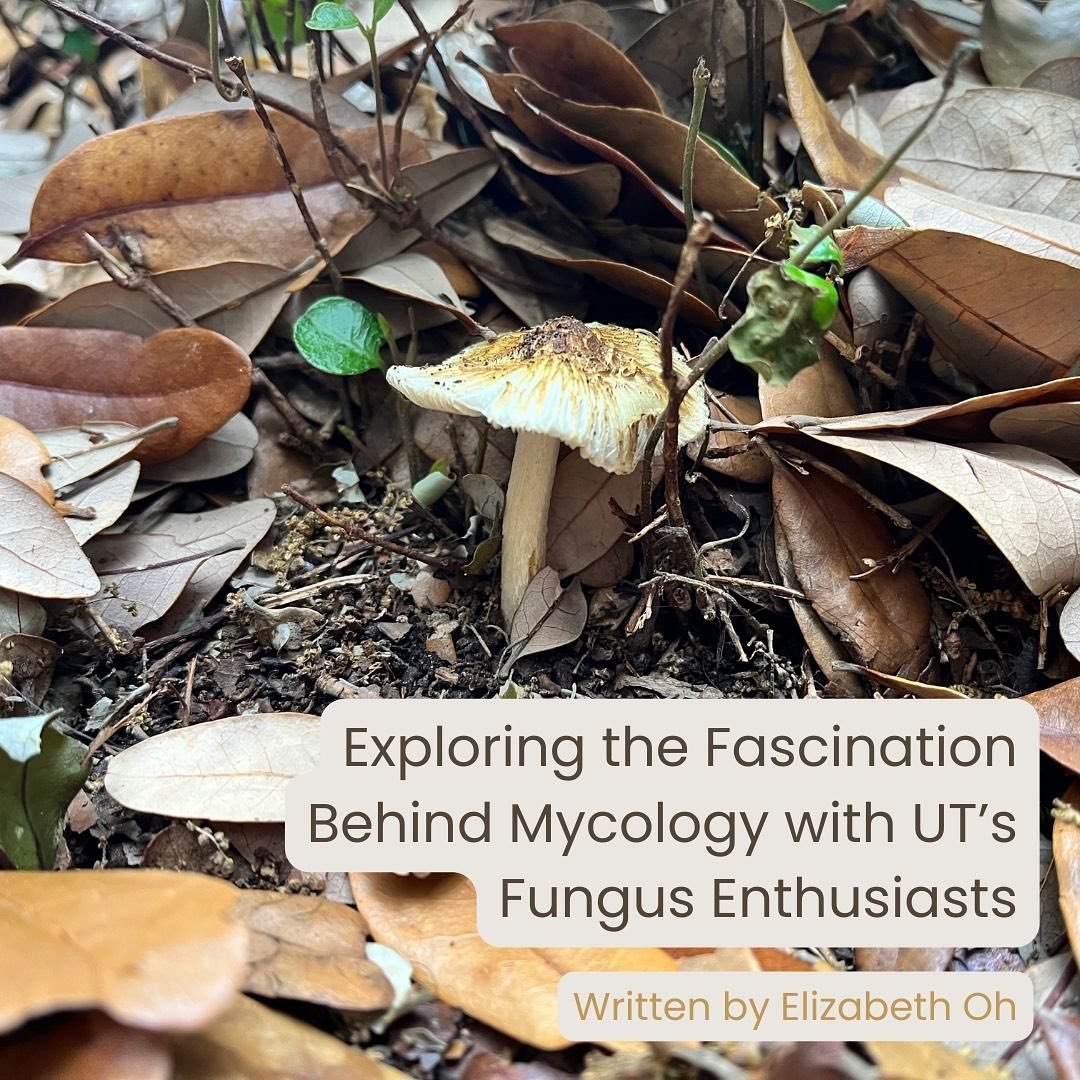 🍄 New story out! 🍄

Read more about the Longhorn Mycological Society by clicking our LinkTree!

🖊️: @elizabeth_0h 
📷: Courtesy of @longhornmyco