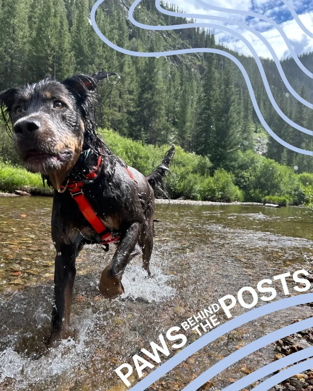 Cuteness overload!! PAWS behind the posts! Our amazing staffers shared their cutie pets! 🐾🐶🐱

🎨: @sarah.marie.1313