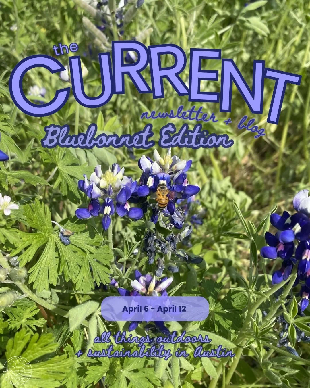Bluebonnets are officially in season, and we have a list of where you can see them! Comment if we missed your favorite spot! 🪻🌻🌷

📰: Madeline Terry, Olivia Carrell, Annela Camus, and Gabi Gonzalez 
📸: Shaanti Dasgupta (@shaanti.dasgupta)