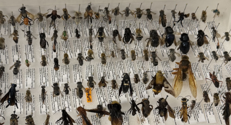 UT’s ‘BeeCampus’ certification explores the impact of pollinator education&nbsp;