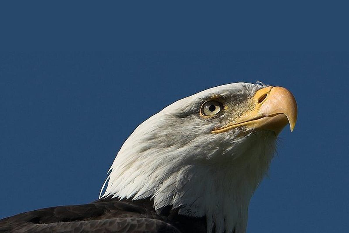 Monarchy and the American Constitution