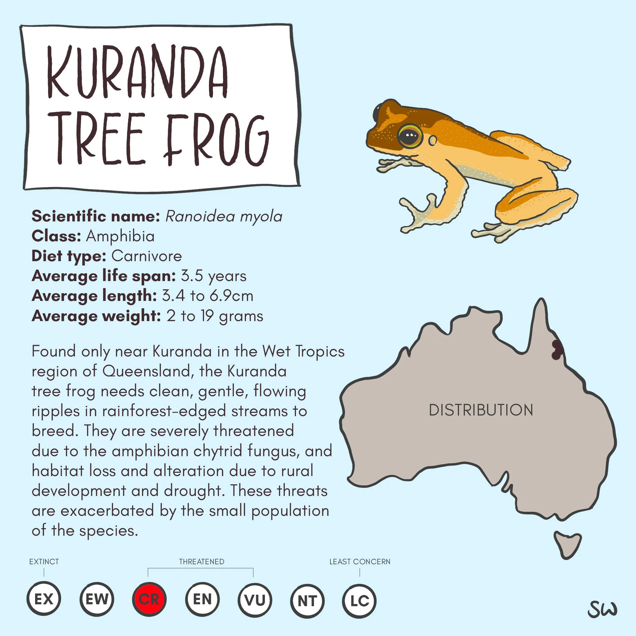 KurandaTreeFrog.jpg