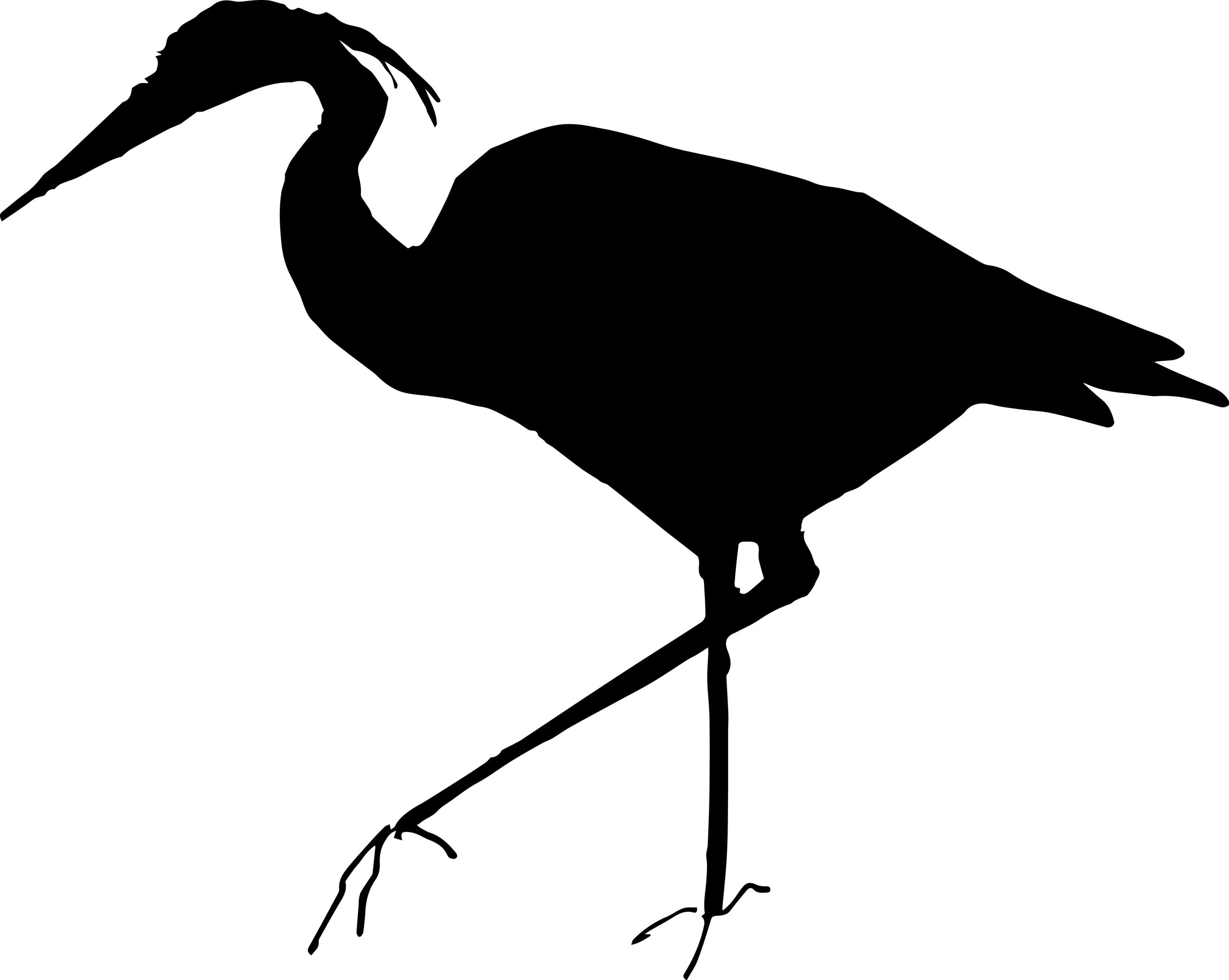 pəl heron.jpg