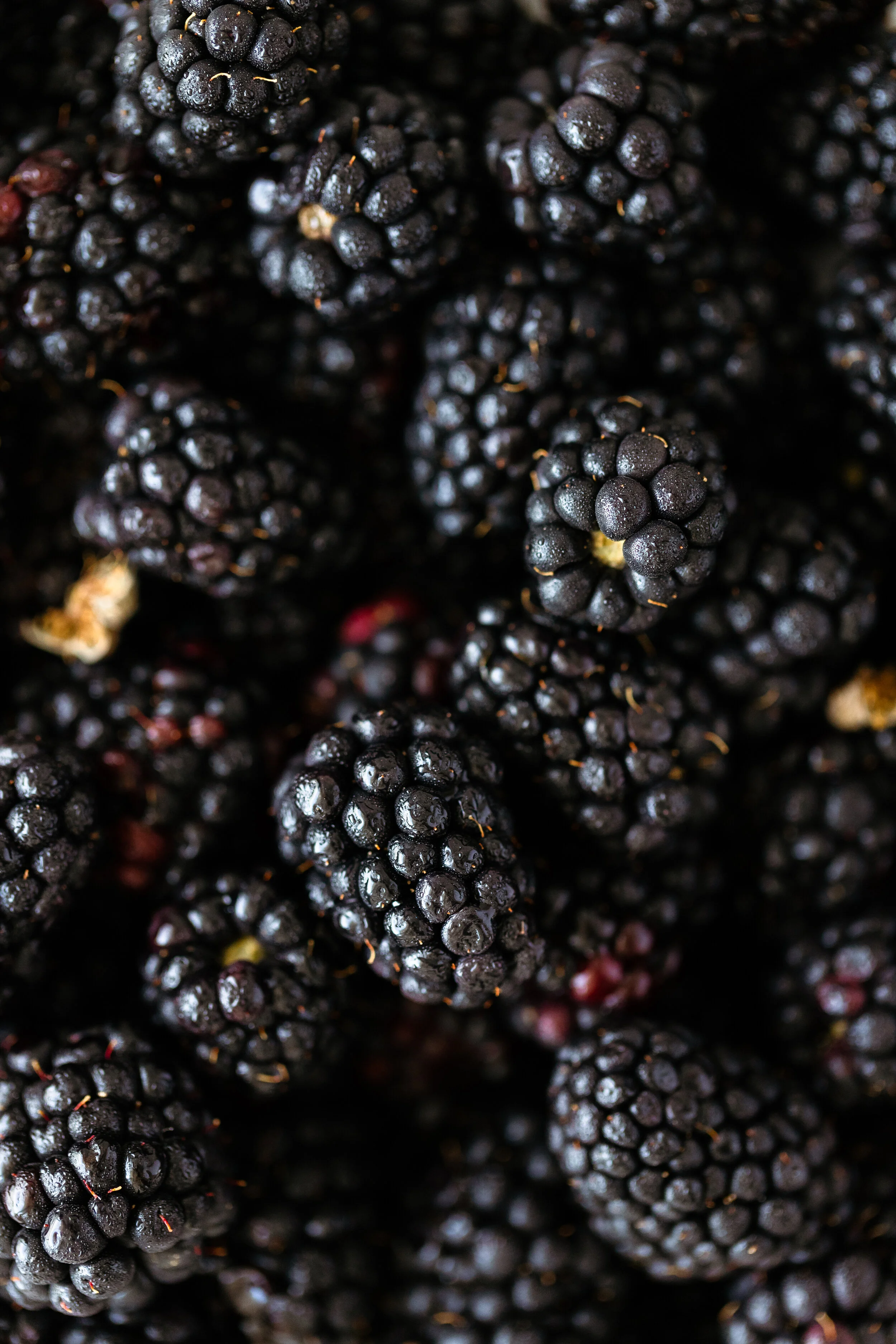 Lavender Blackberry Jam.JPG