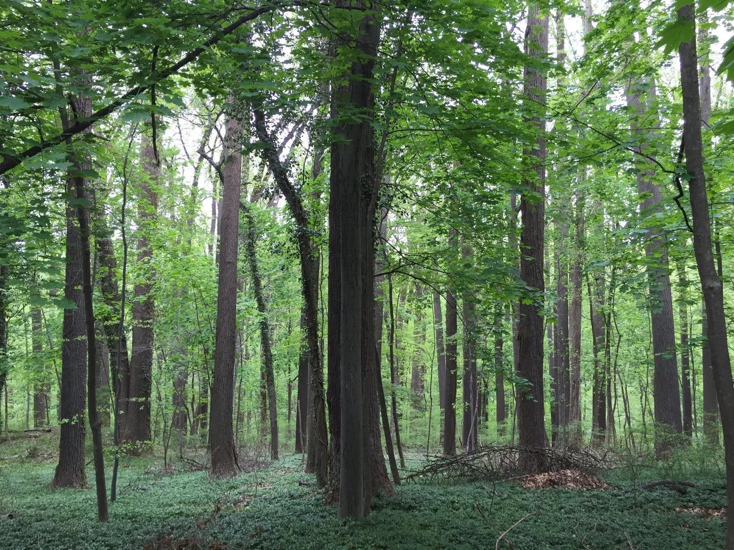 *Picture taken in the Wissahickon Valley Park, PA