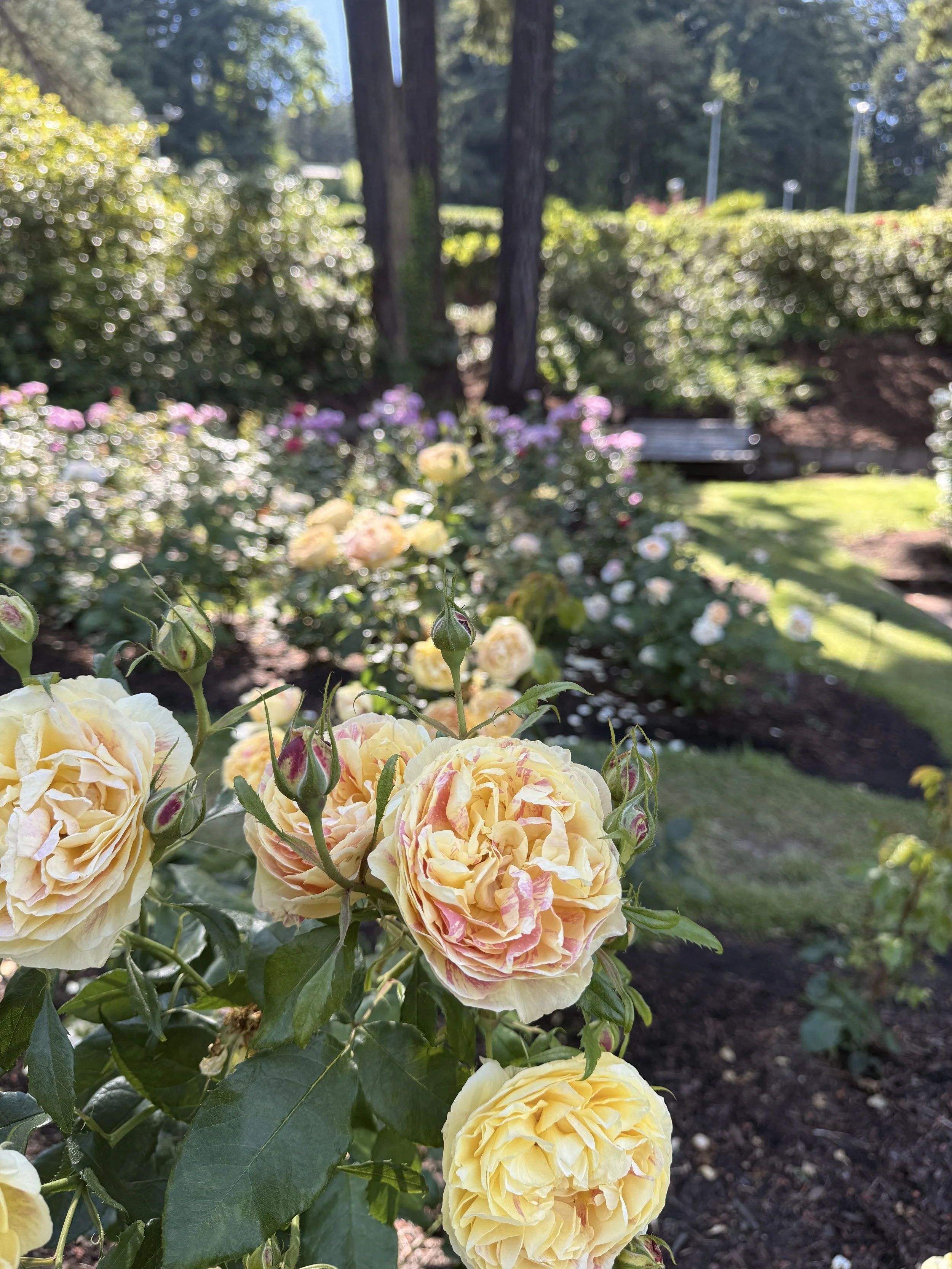 Close-up of yellow and pink roses blooming in a garden with trees and a pathway in the background.