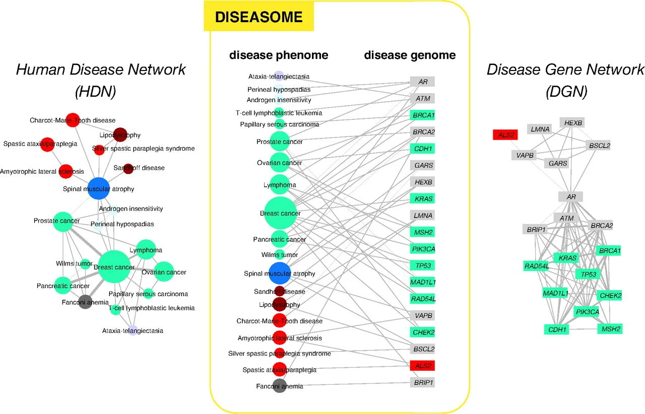The human disease network