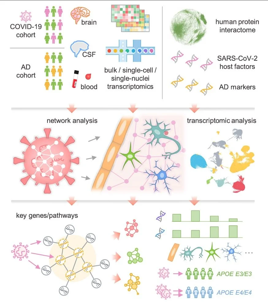 Network medicine links SARS-CoV-2/COVID19 infection to brain microvascular injury and neuroinflammation in dementia-like cognitive impairment