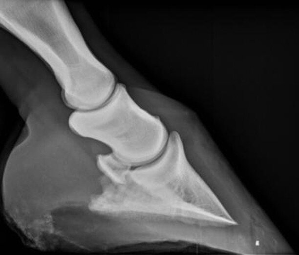 Our mobile X-ray unit allows us to take detailed digital radiographs in the field. This allows Alta Equine to work closely with farriers to create a custom shoeing plan for your individual equine athlete's needs. #AltaEquine #HoofBalancing #HorseDoct