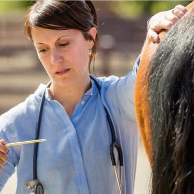 A fever is a clinical sign in most infectious diseases and usually one of the first things your veterinarian will check if you suspect your horse may be ill. In horses, a fever is an internal temperature higher than 101.5 not resulting from external 