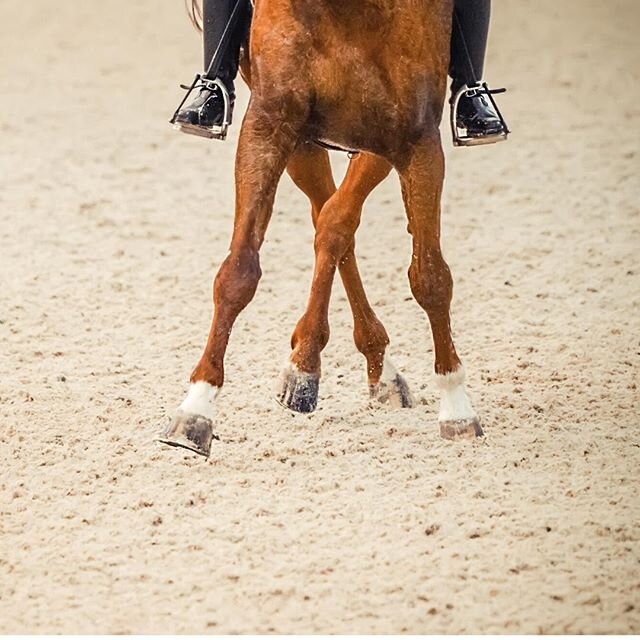 Footing can play a significant role in your performance horse's comfort and soundness. Recommendations for ideal footing vary with discipline, but all horses benefit from working on a variety of surfaces to aid in promoting musculoskeletal health. #A