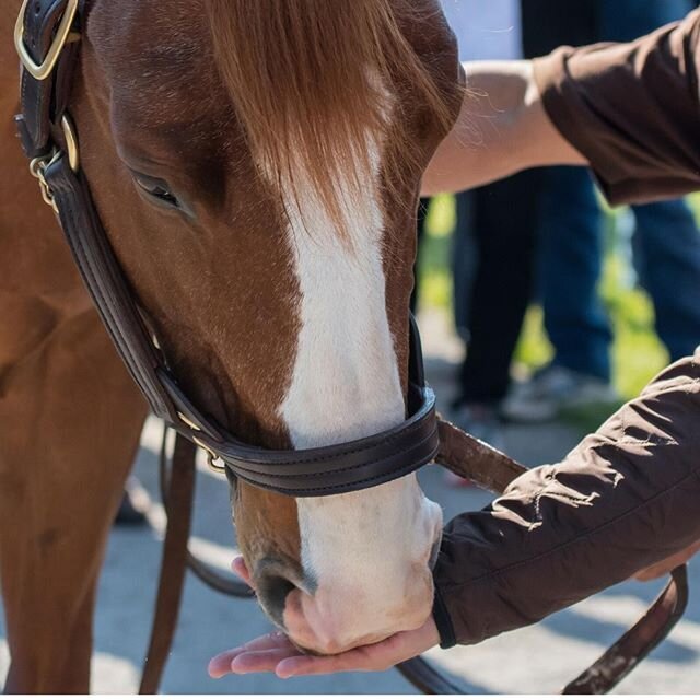 Did you know that some natural ingredients can cause accidental positive drug tests?⁠
⁠
Not sure about your treats or that all-natural supplement? Call the Equine Drugs and Medications Program at 1-800-633-2472, give them the complete list of ingredi
