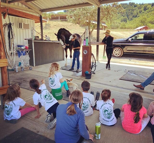Dr. Zdimal had a fun day teaching the @lv_stables summer camp kids all about anatomy and other fun horse facts! #learningthroughplay #altaequineathlete #longviewstables