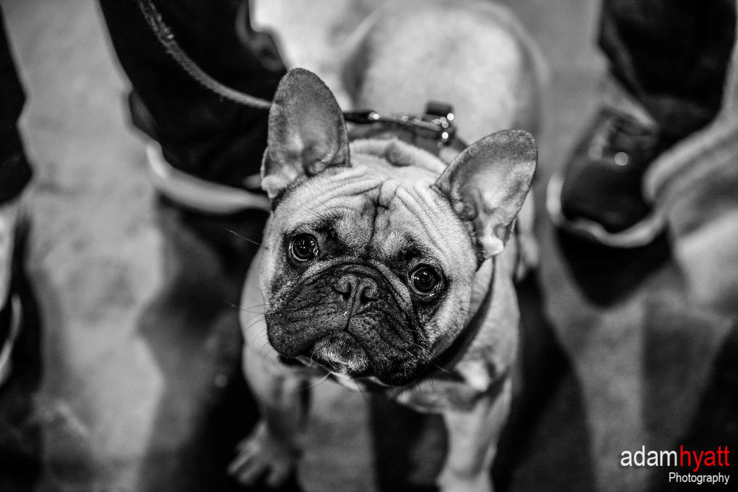 _02T3792 - AdamHyattPhotography-.jpg
