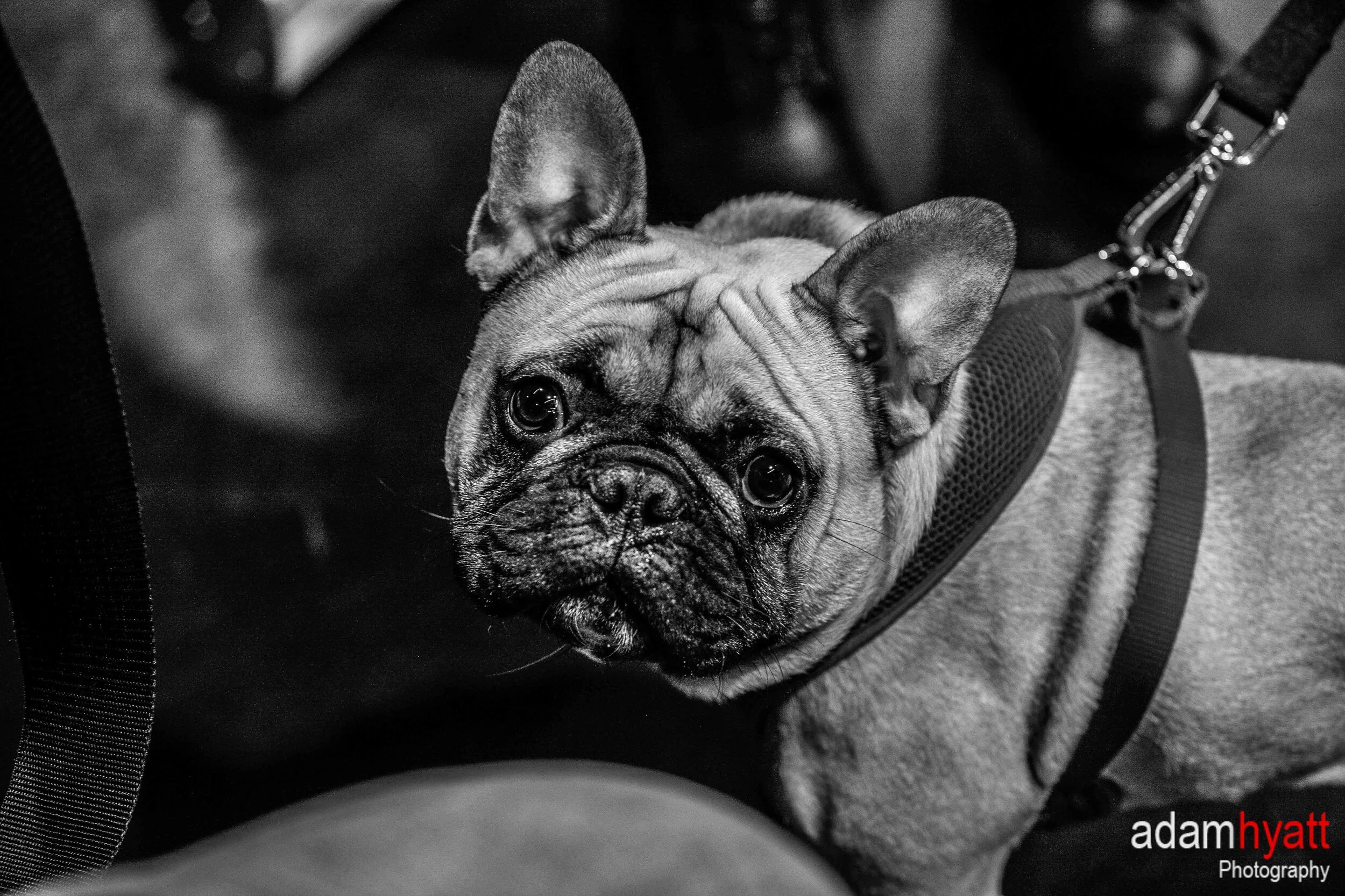 _02T3789 - AdamHyattPhotography-.jpg