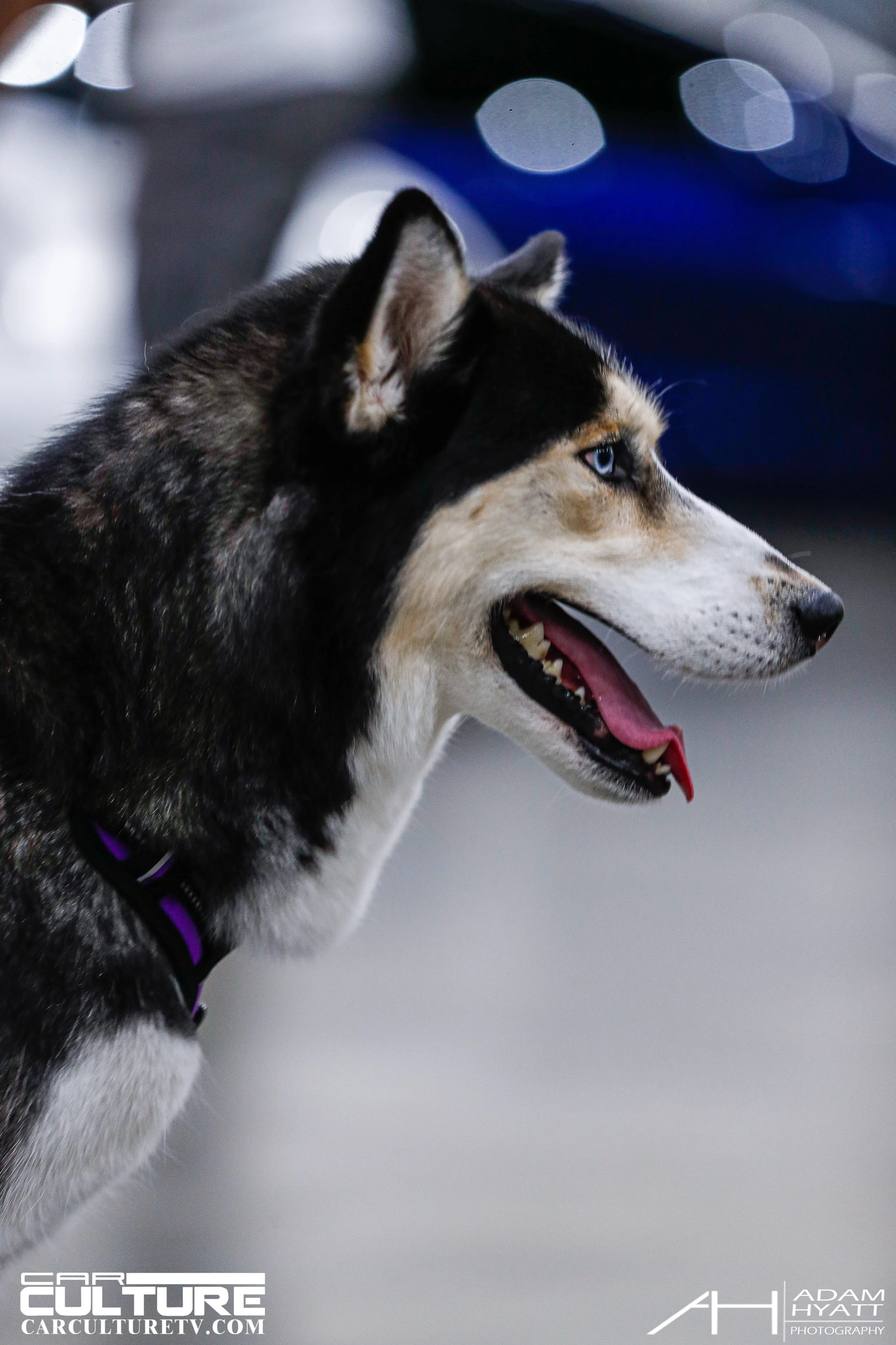 Adam Hyatt Photography_Wekfest_LA_2022-_HP_0310.jpg