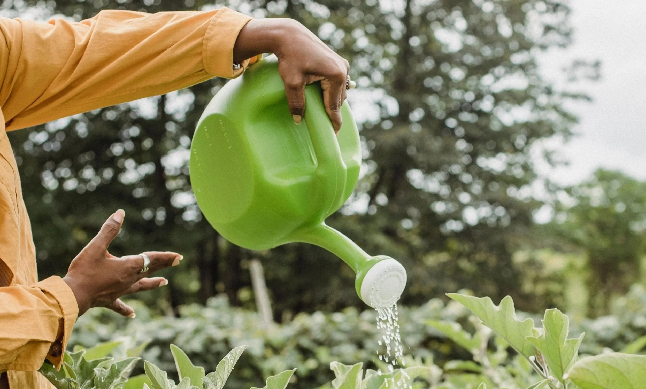 greywater clean water systems