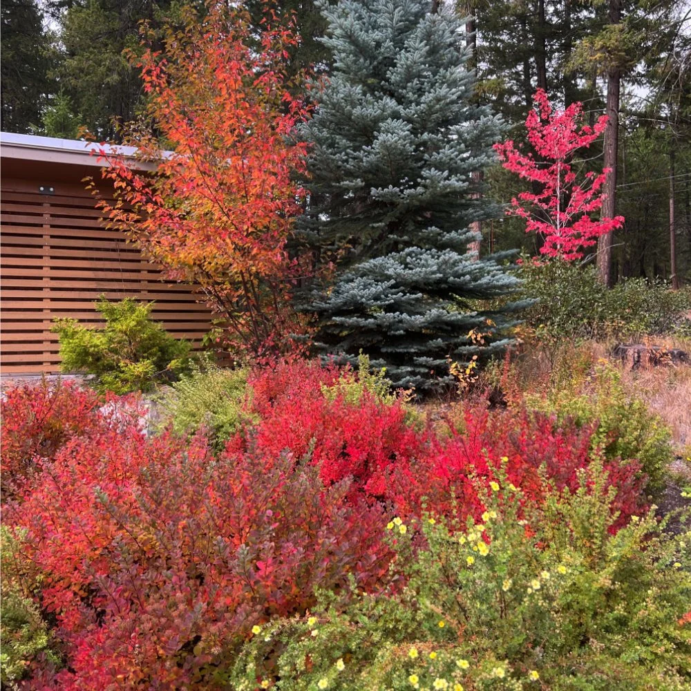 Fall Colors