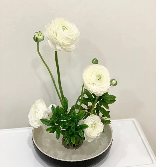Using some of my #ikebana skills I learned in #japan last year. Foliage from my garden 🤍 🌿
Should i post more #ikebana posts? Do you guys love? .
.
.
.
.
#zafloraldesigns#losangeles#flowerarrangements#floralarrangements#floraldesign#art#flowers#flo