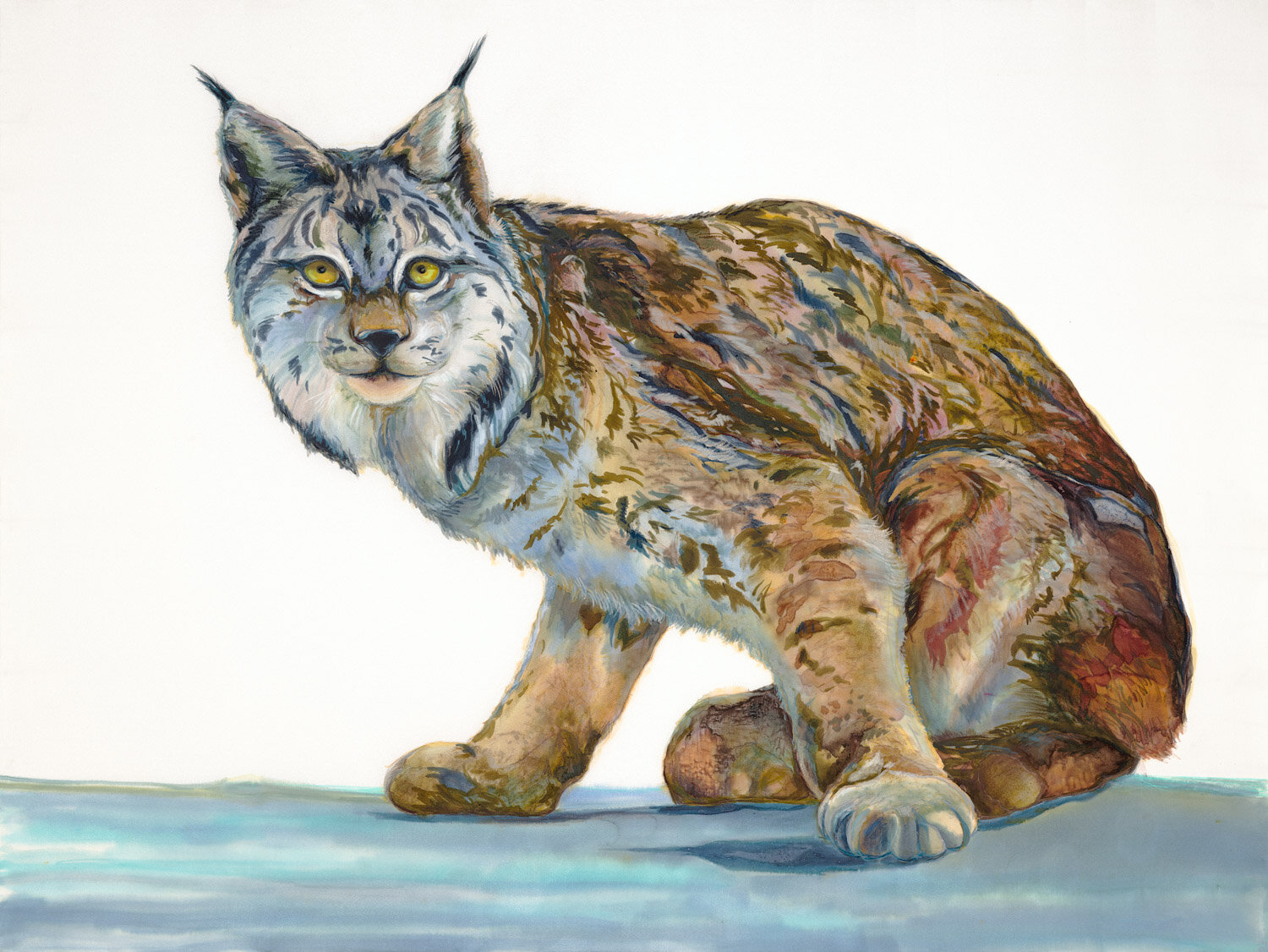 Canada Lynx