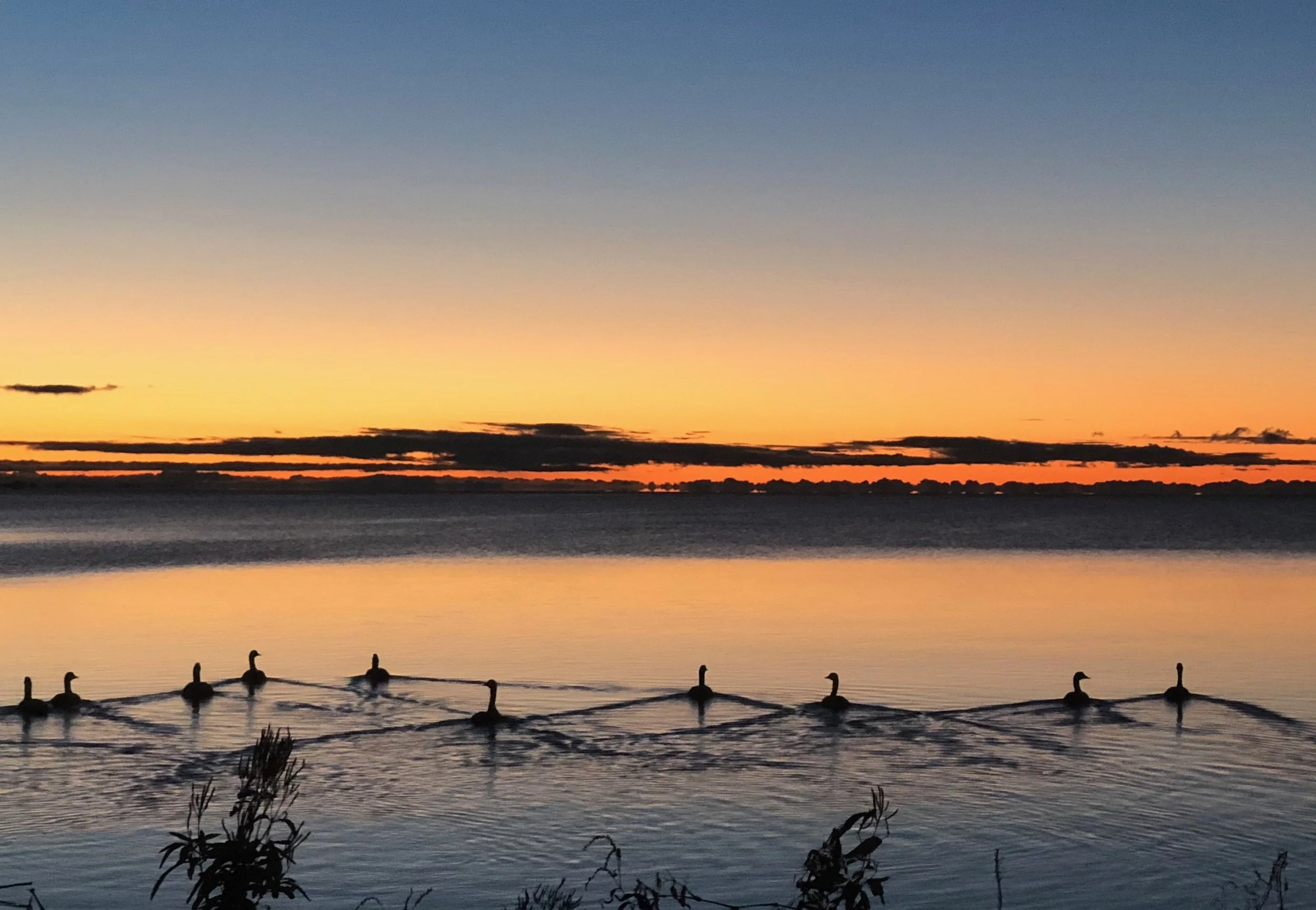 Patterns in motion: geese tracing lines across the quiet glow of sunrise.