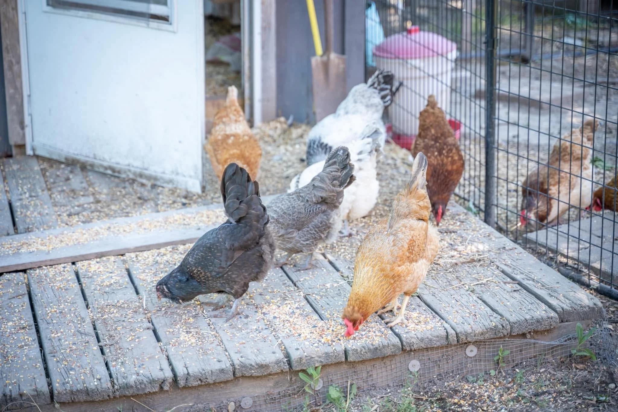 chickens.jpg