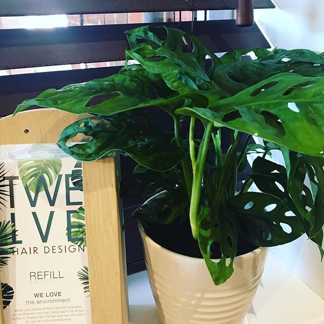 My latest addition. I seem to have developed an addiction to buying beautiful plants.
#houseplants #salonplants #ecosalon #refillstation #paulmitchell #paulmitchellpro #sustainablesalon #sustainability #sustainableliving #hairsalon #chandlersford