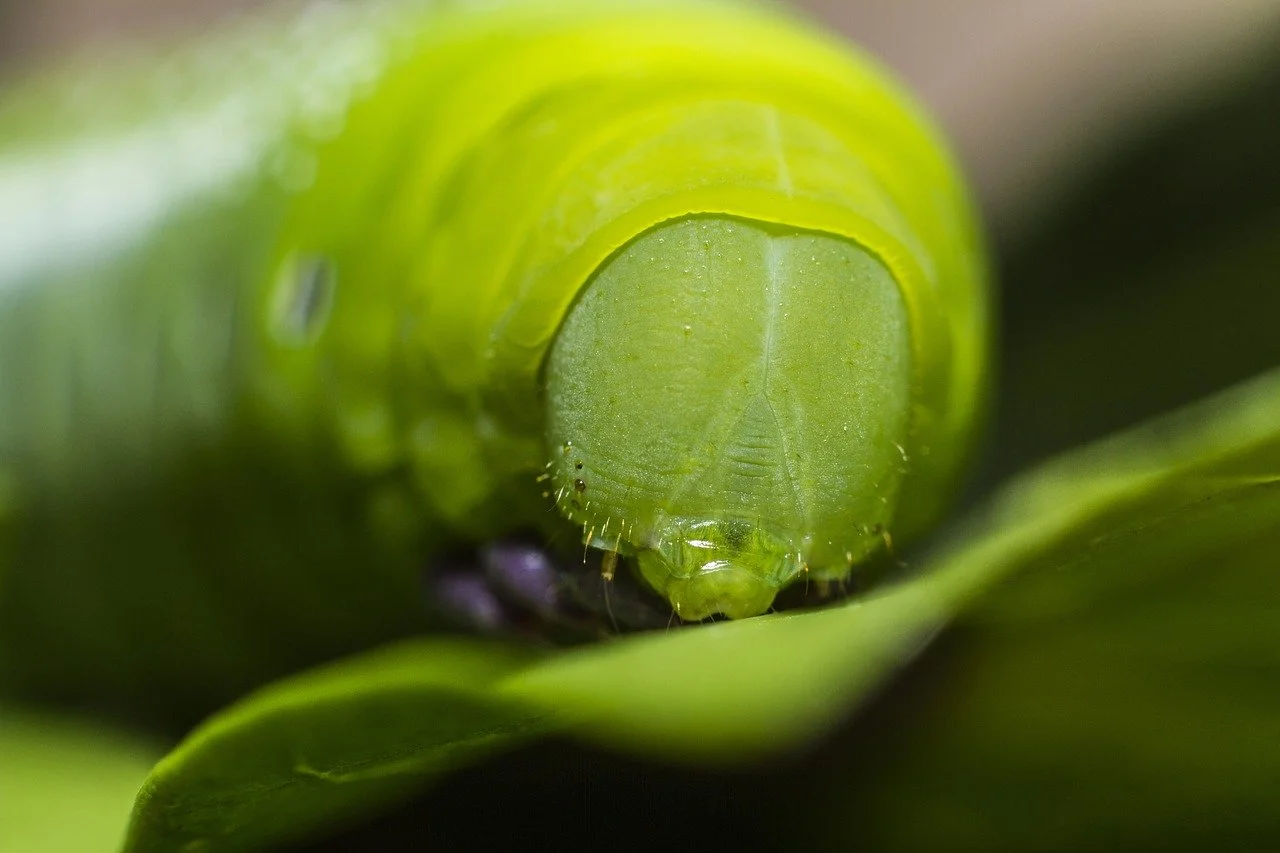 bug-1869980_1280.jpg