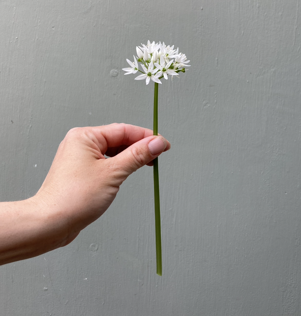 Neurodiversity 101: ADHD, Adult Traits &amp; Support