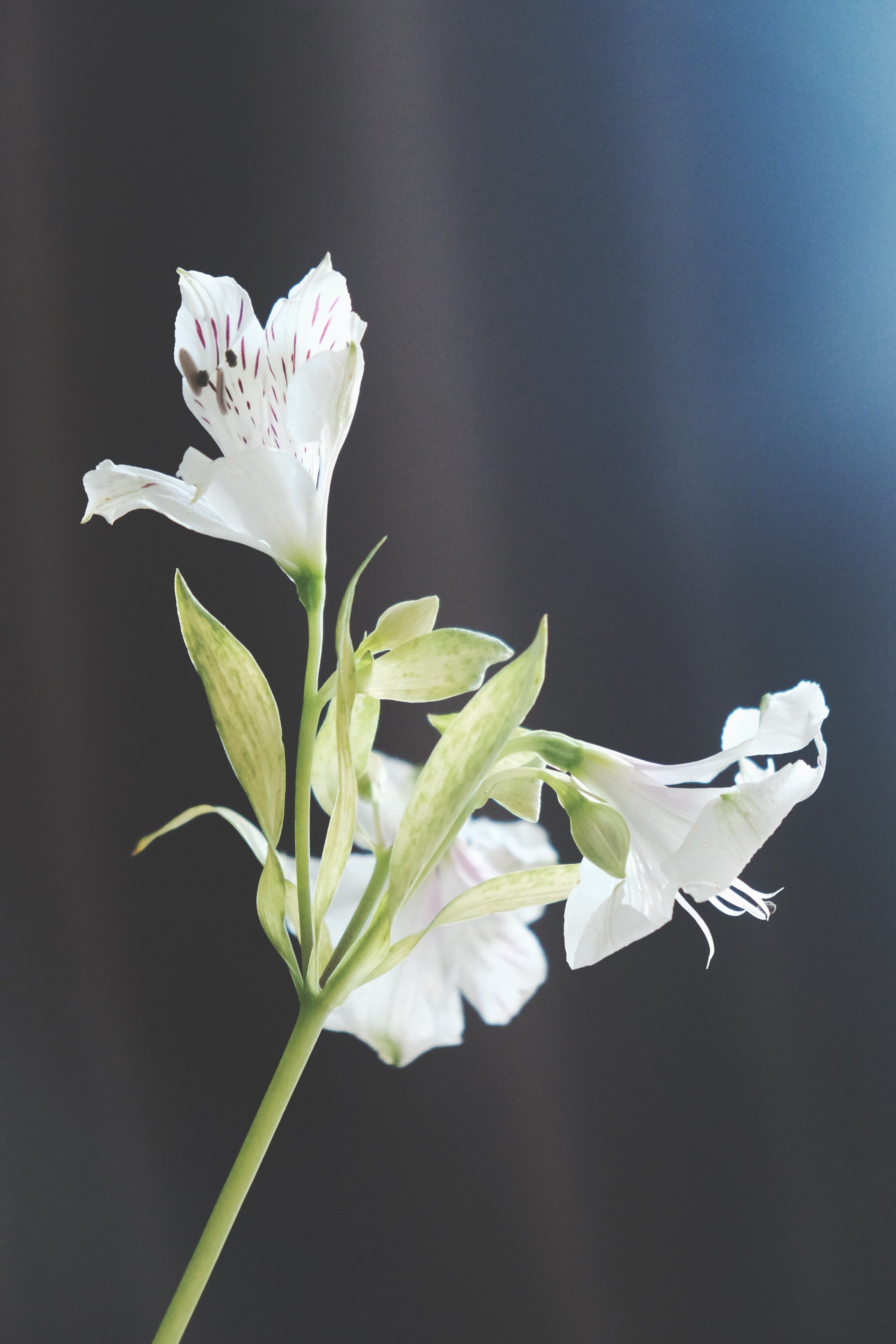  Photo of lily blooms. 