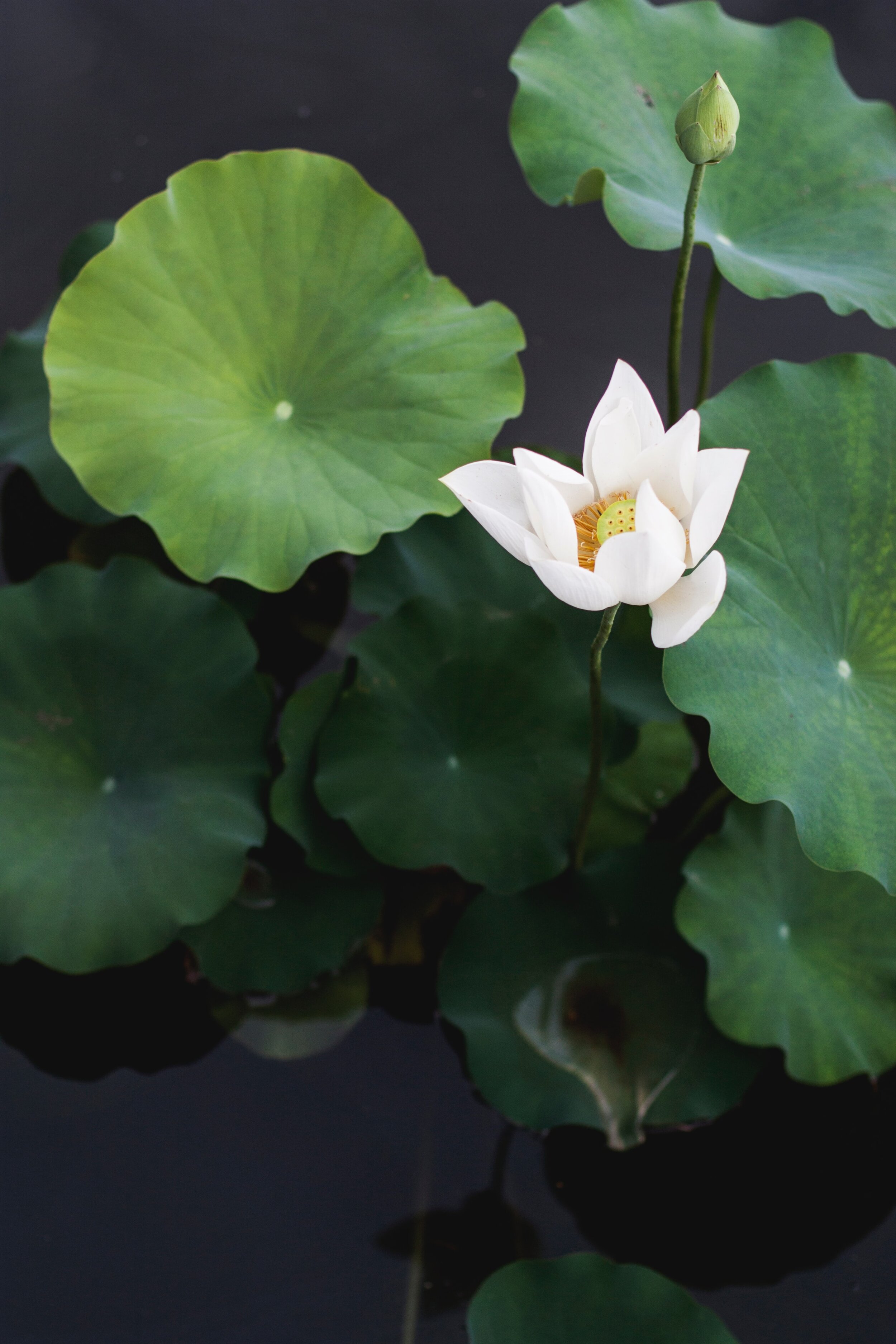  Photo of a water lily bloom. 