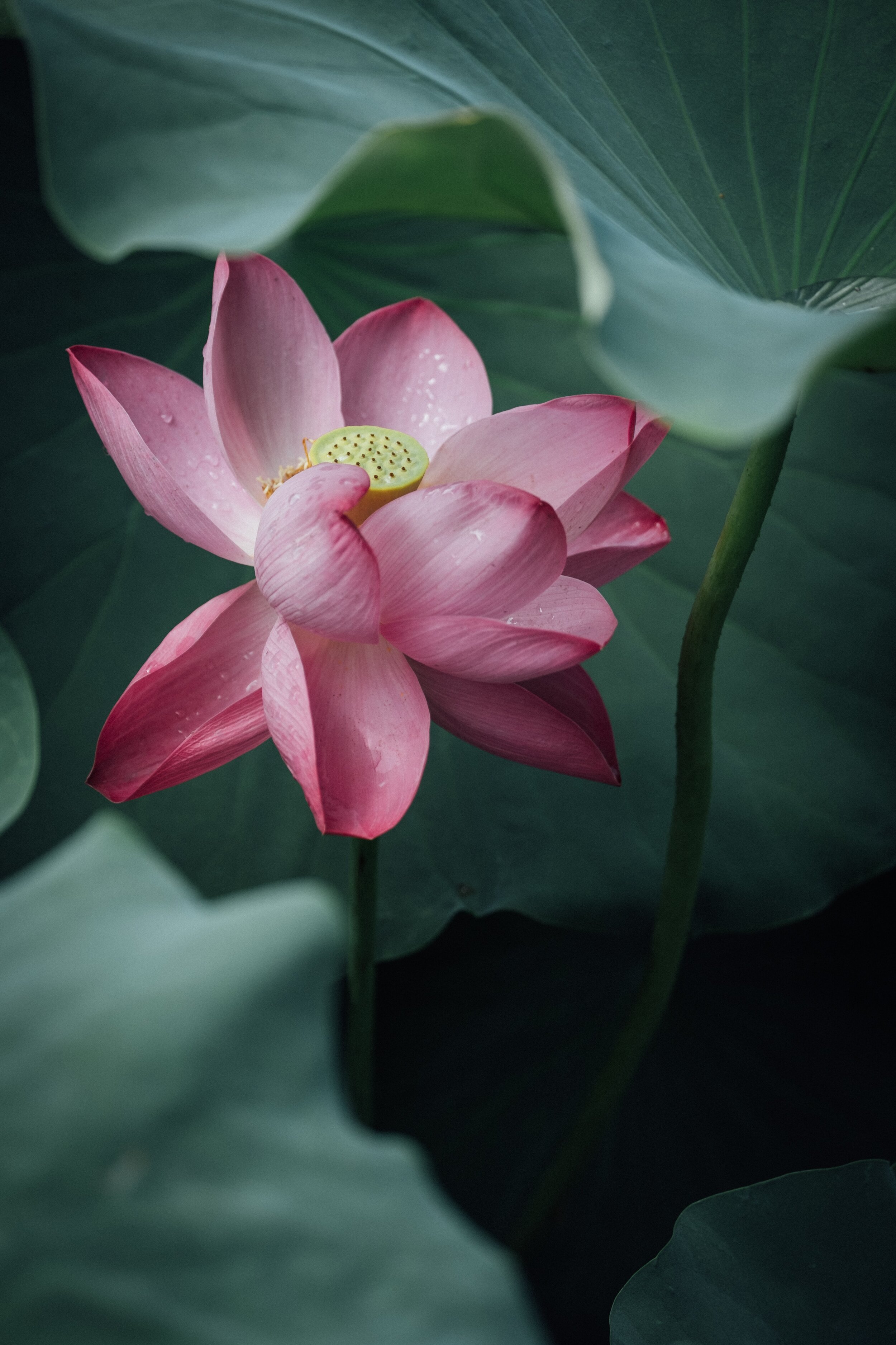  Photo of water lily bloom. 