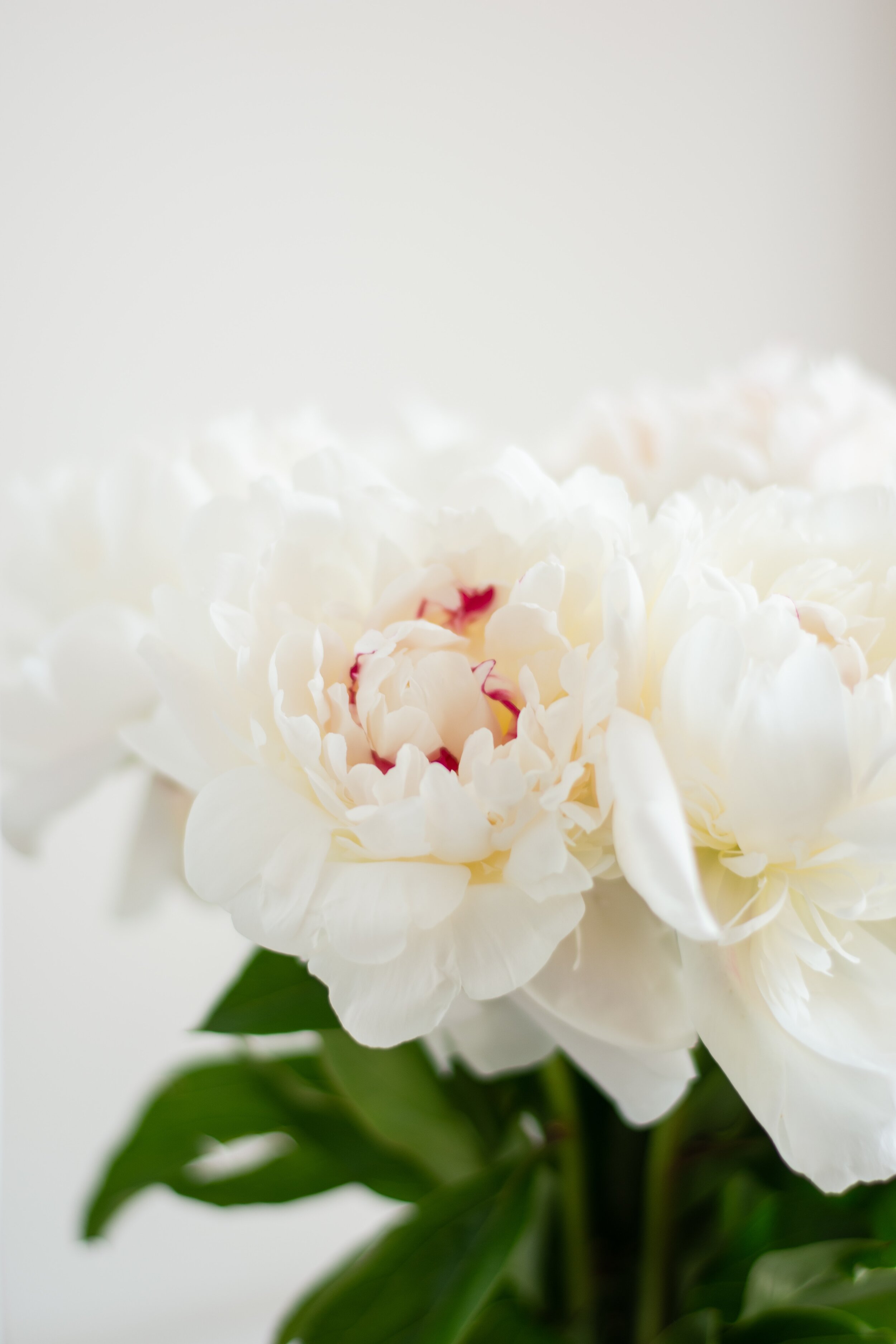  Photo of a peony bloom. 